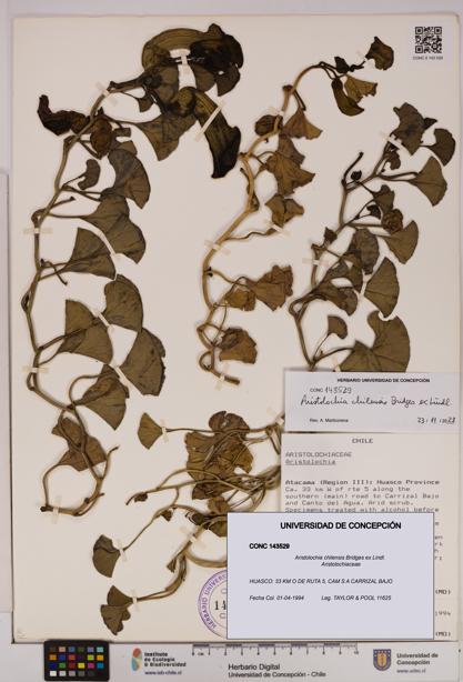 Aristolochia chilensis [Espécimen: UDEC:CONC:0143529]