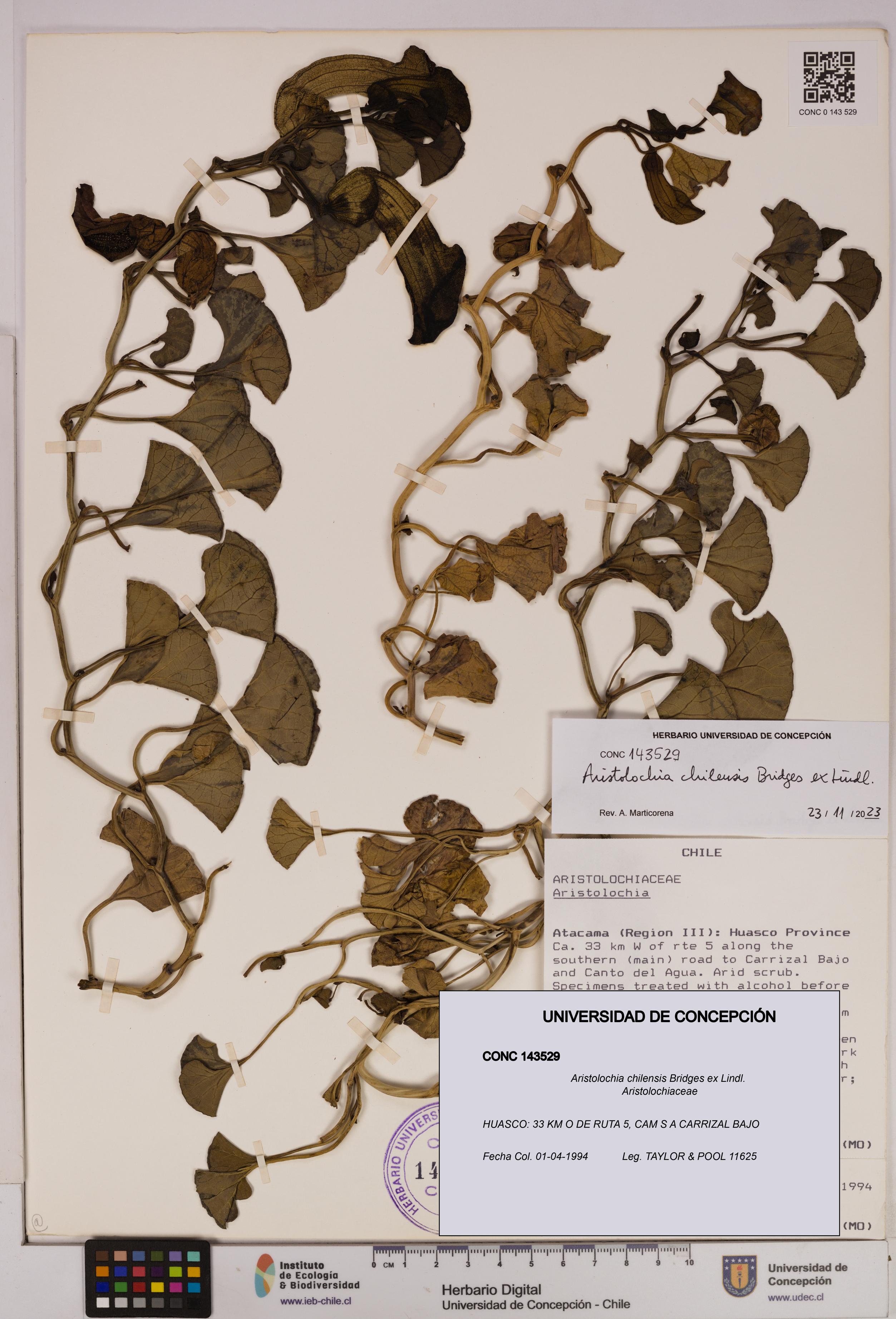 Aristolochia chilensis [Espécimen: UDEC:CONC:0143529]