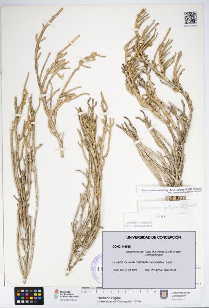 Sarcocornia neei [Espécimen: UDEC:CONC:0143535]