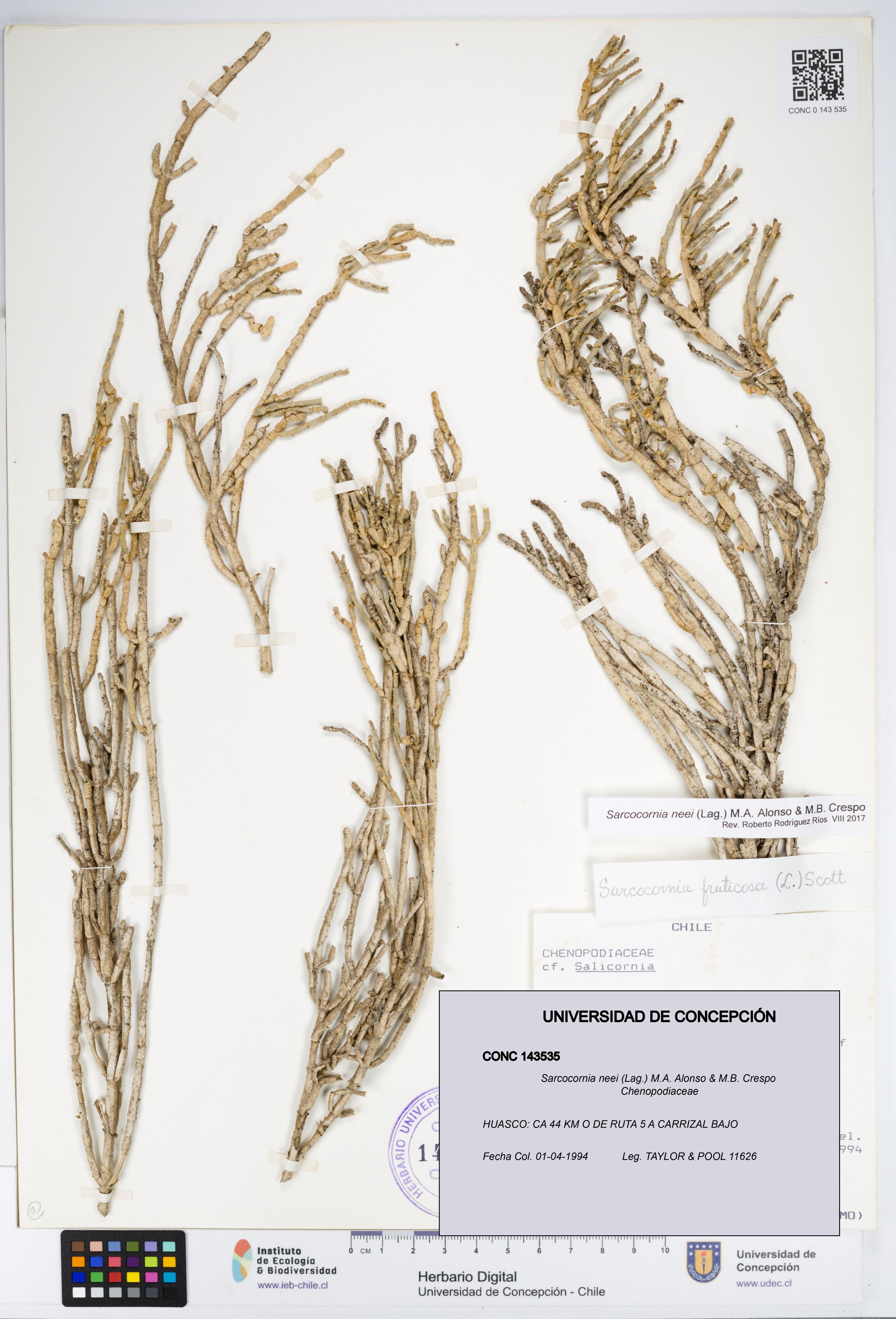 Sarcocornia neei [Espécimen: UDEC:CONC:0143535]