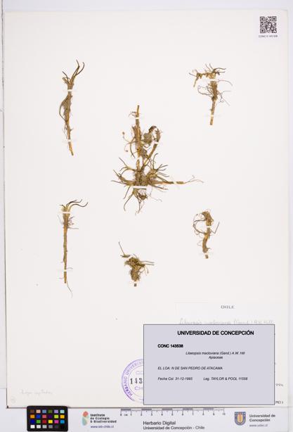 Lilaeopsis macloviana [Espécimen: ]
