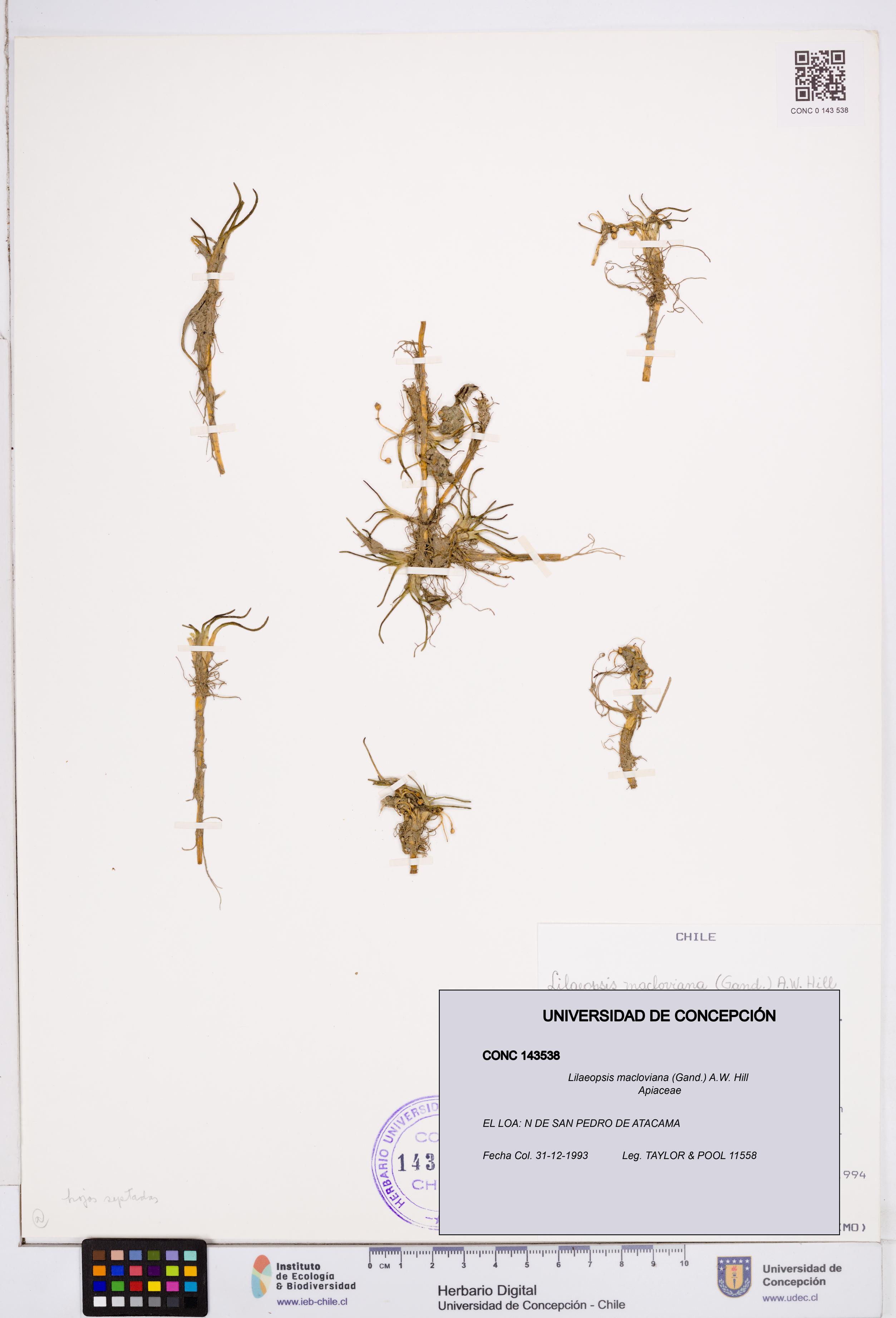 Lilaeopsis macloviana [Espécimen: ]