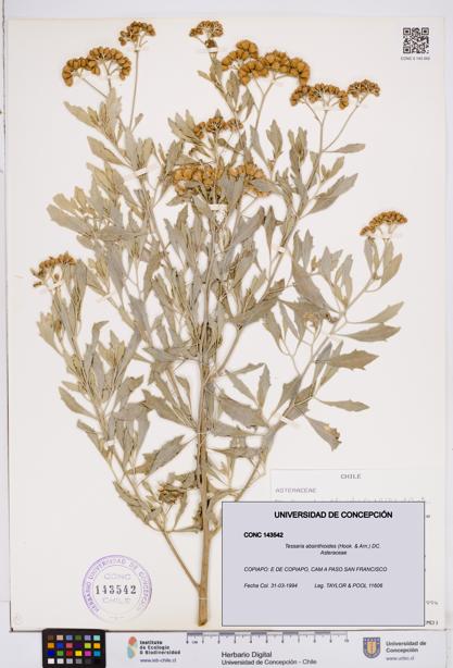 Tessaria absinthioides [Espécimen: ]