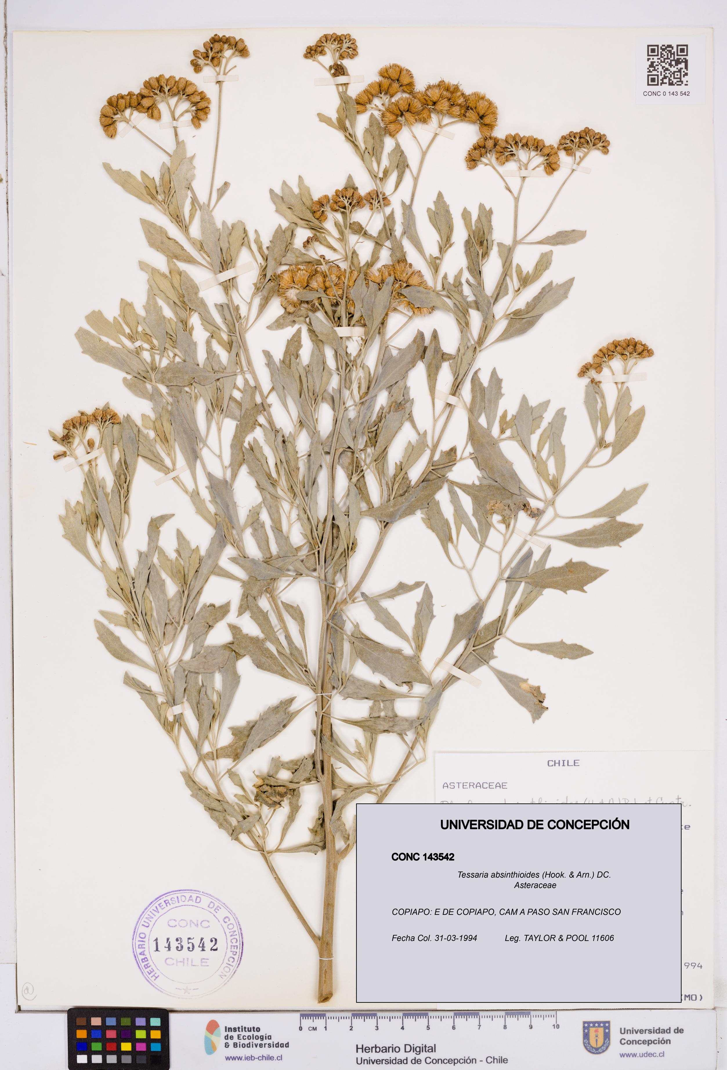 Tessaria absinthioides [Espécimen: ]