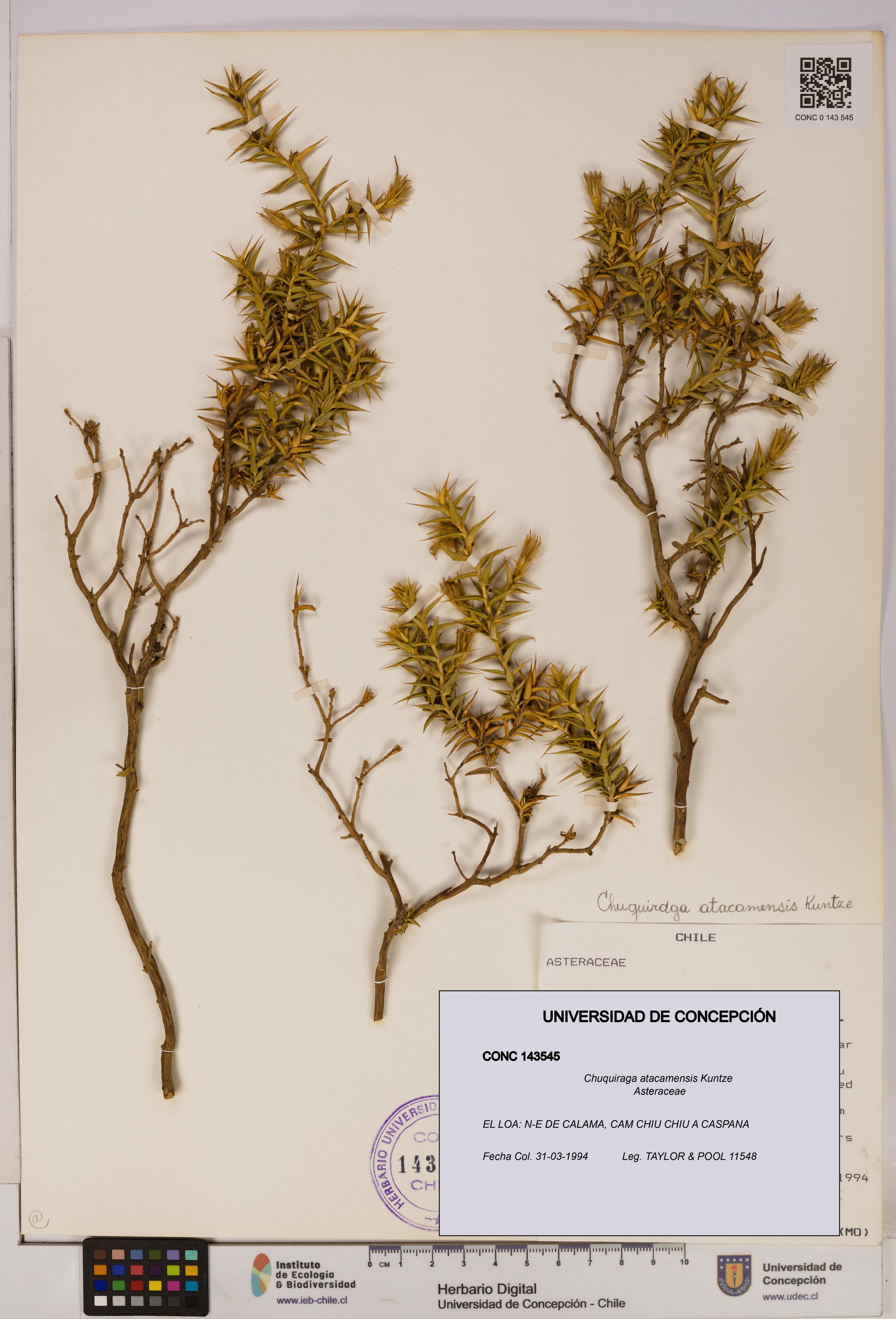 Chuquiraga atacamensis [Espécimen: UDEC:CONC:0143545]