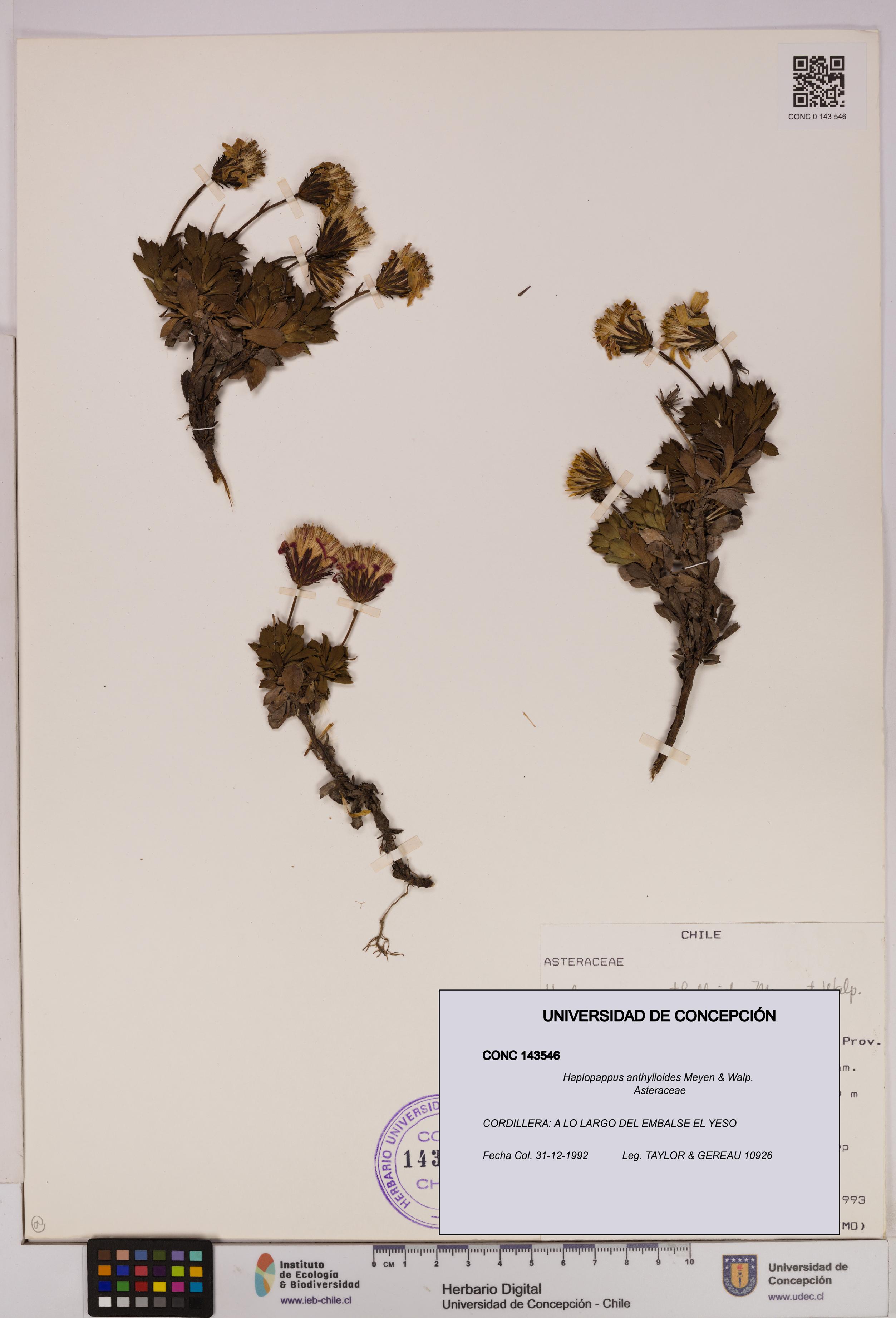 Haplopappus anthylloides [Espécimen: UDEC:CONC:0143546]