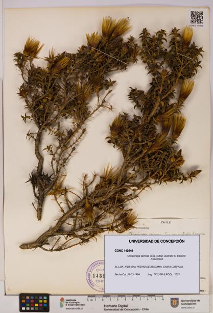 Chuquiraga spinosa subsp. australis [Espécimen: UDEC:CONC:0143549]