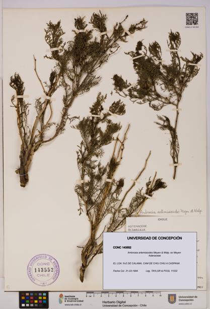 Ambrosia artemisioides [Espécimen: UDEC:CONC:0143552]