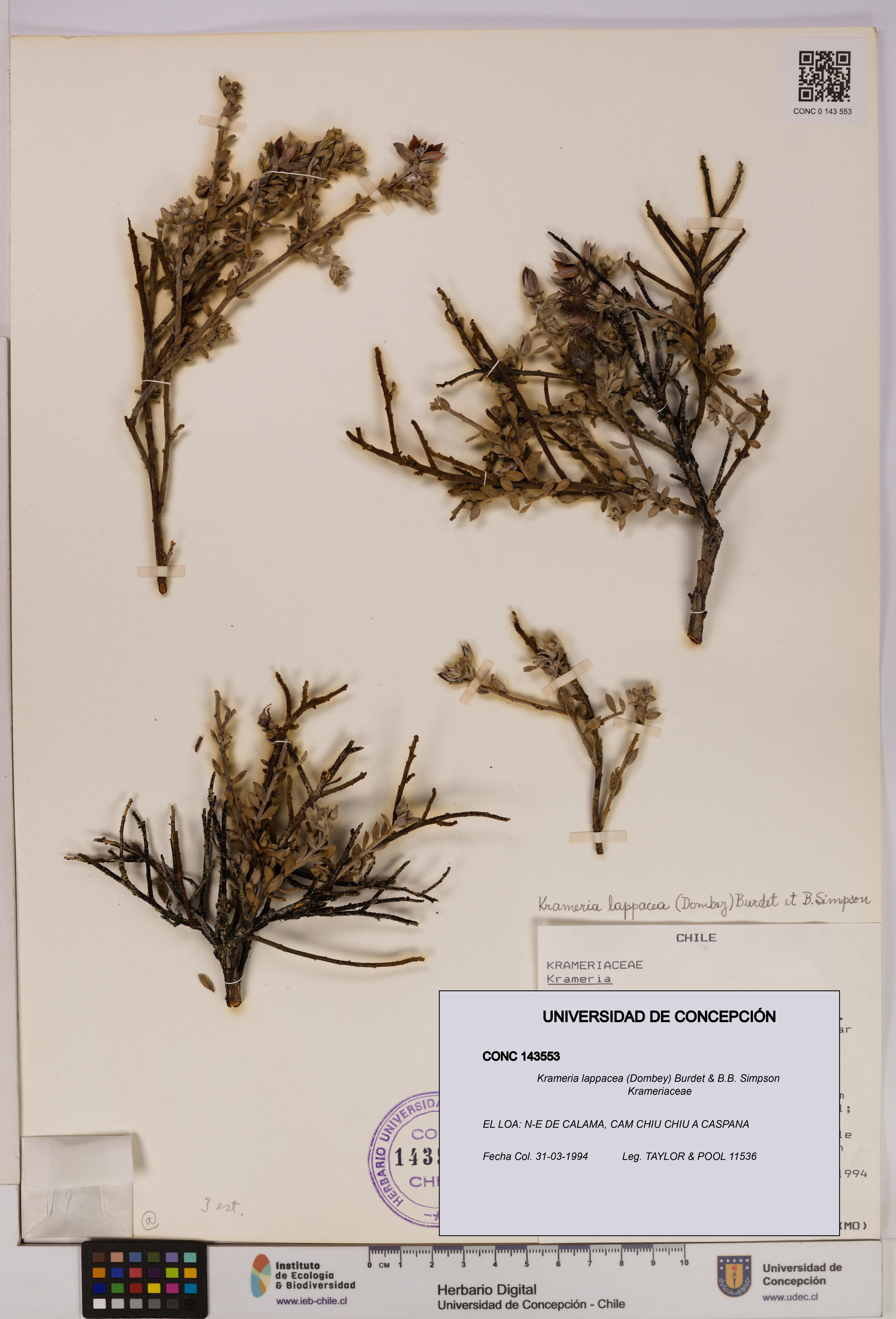 Krameria lappacea [Espécimen: UDEC:CONC:0143553]