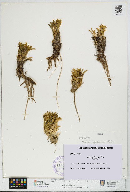 Werneria glaberrima [Espécimen: UDEC:CONC:0143554]
