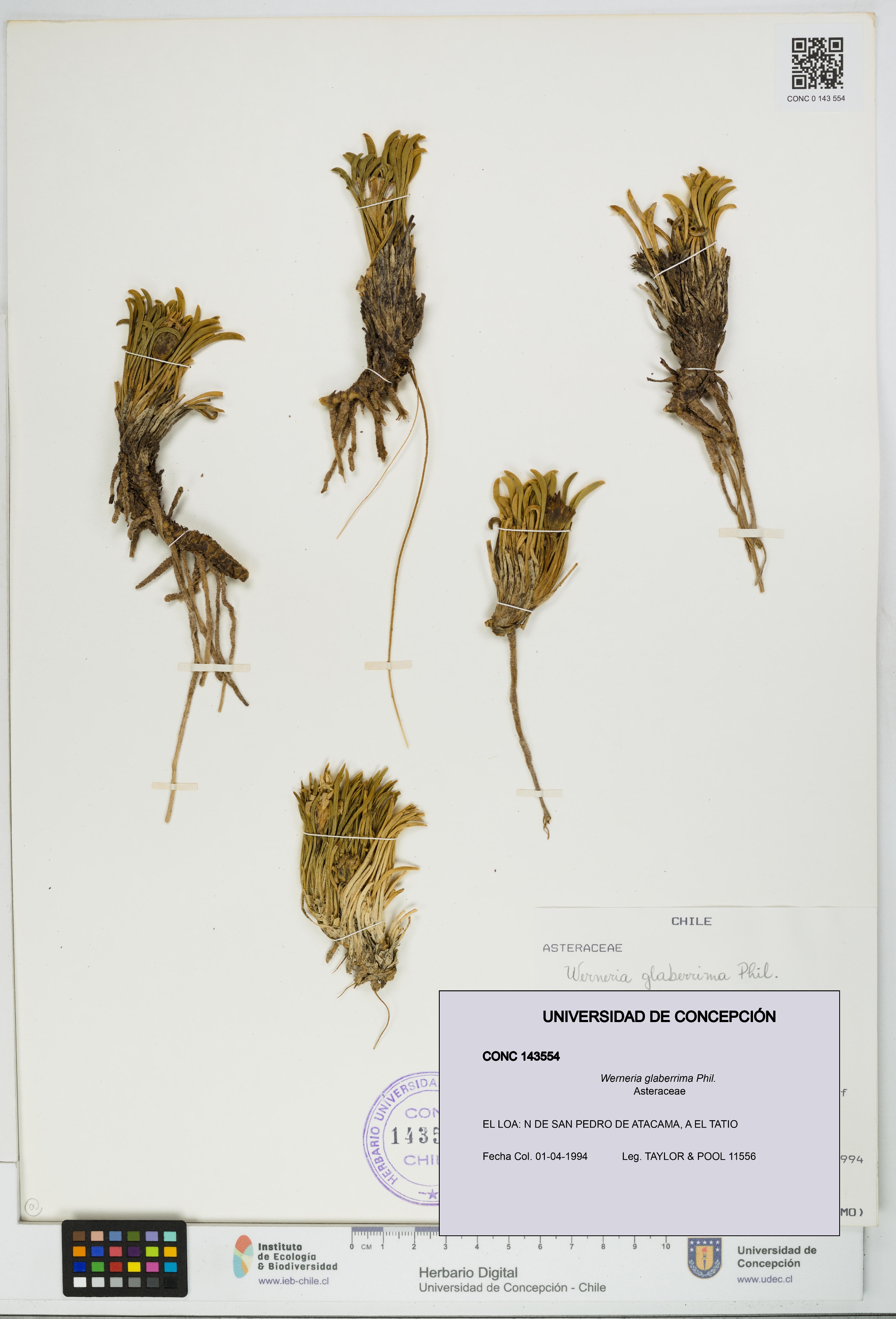 Werneria glaberrima [Espécimen: UDEC:CONC:0143554]