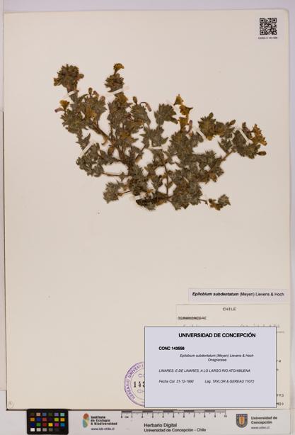 Epilobium subdentatum [Espécimen: UDEC:CONC:0143558]