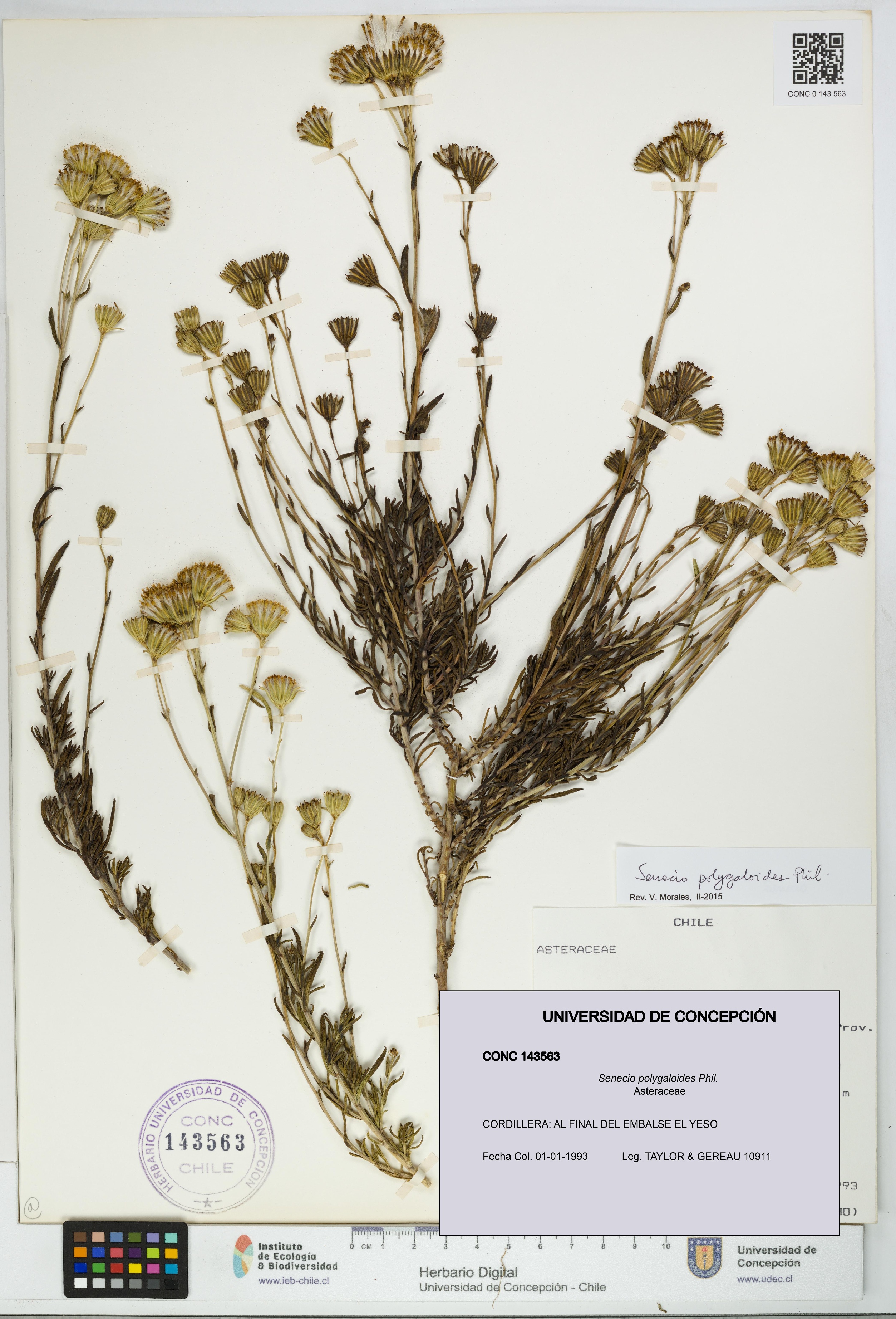 Senecio polygaloides [Espécimen: UDEC:CONC:0143563]