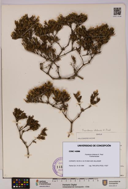 Frankenia chilensis [Espécimen: UDEC:CONC:0143586]