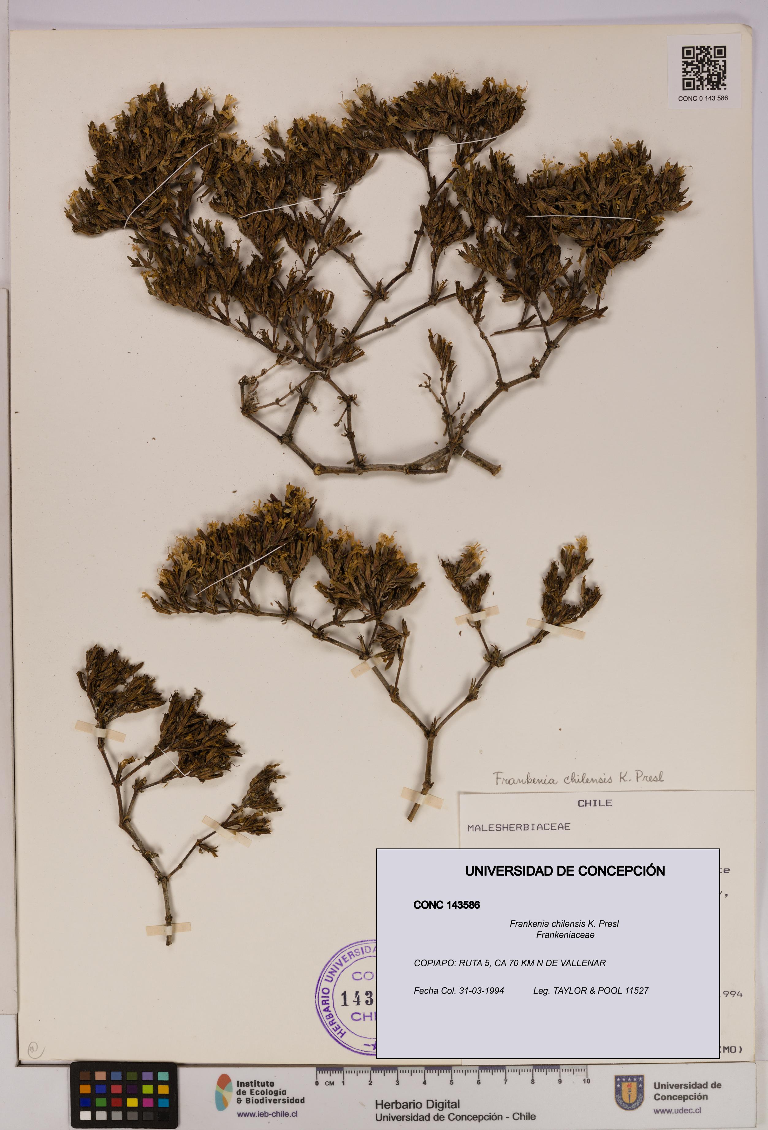 Frankenia chilensis [Espécimen: UDEC:CONC:0143586]