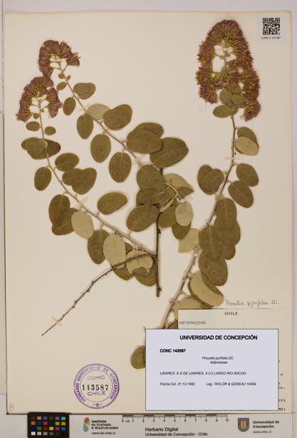 Proustia pyrifolia [Espécimen: UDEC:CONC:0143587]