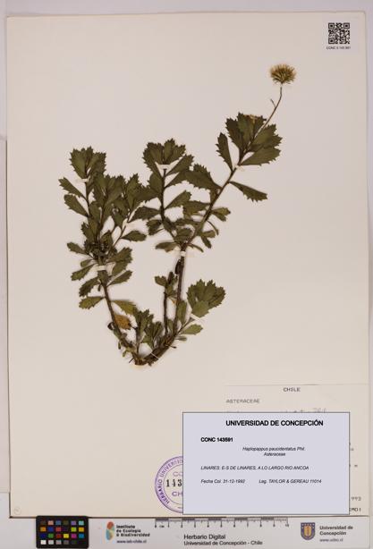 Haplopappus paucidentatus [Espécimen: UDEC:CONC:0143591]