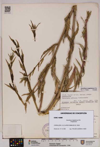 Oenothera magellanica [Espécimen: UDEC:CONC:0143595]