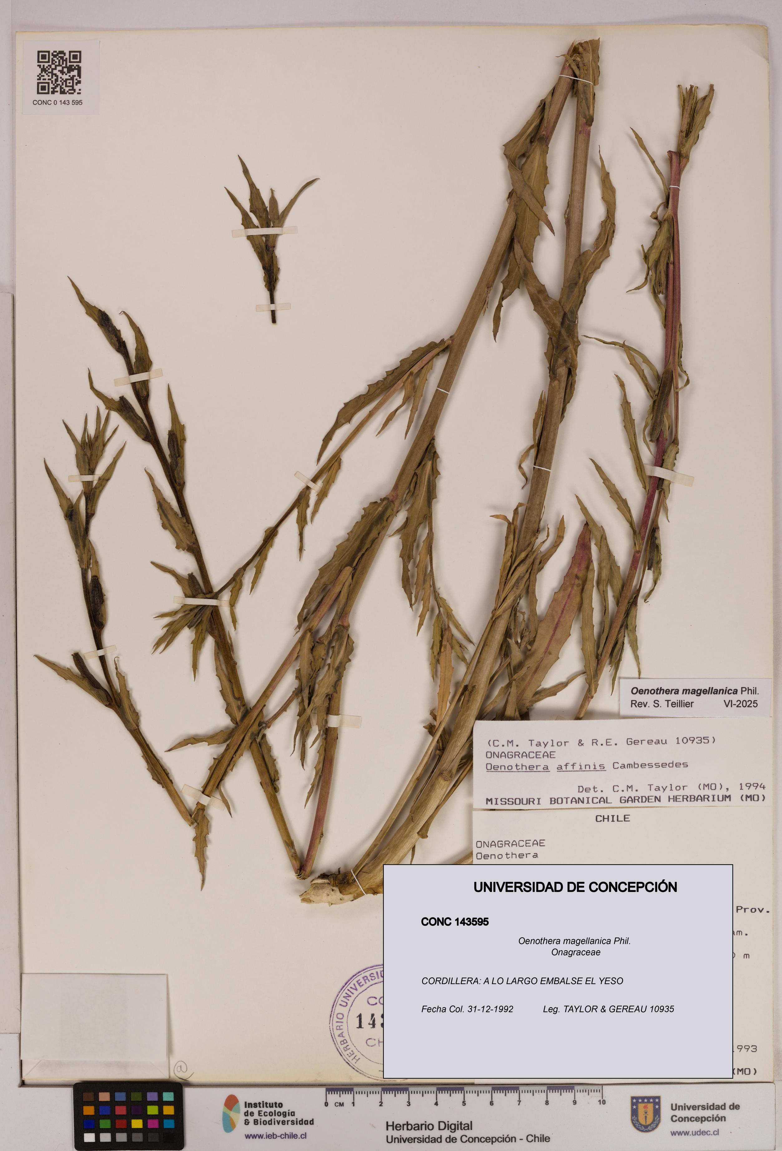 Oenothera magellanica [Espécimen: UDEC:CONC:0143595]