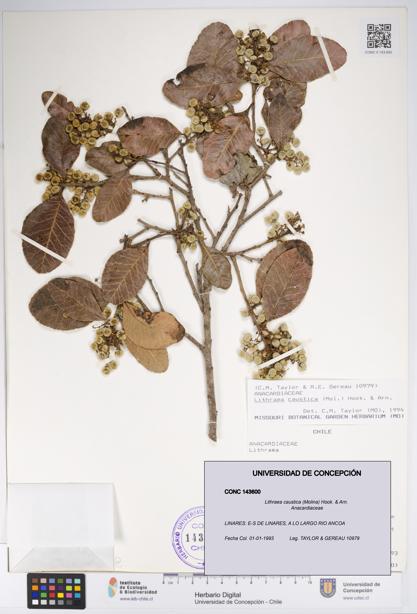 Lithraea caustica [Espécimen: UDEC:CONC:0143600]