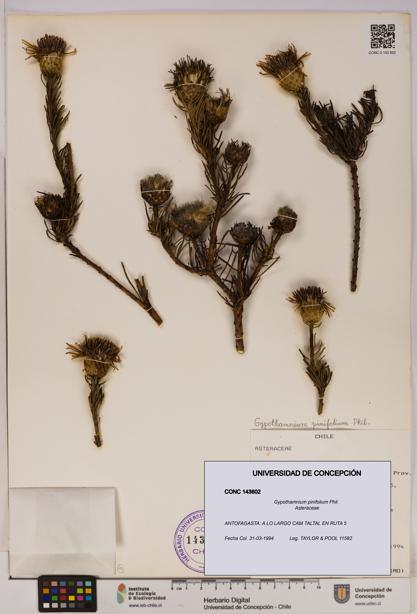 Gypothamnium pinifolium [Espécimen: UDEC:CONC:0143602]