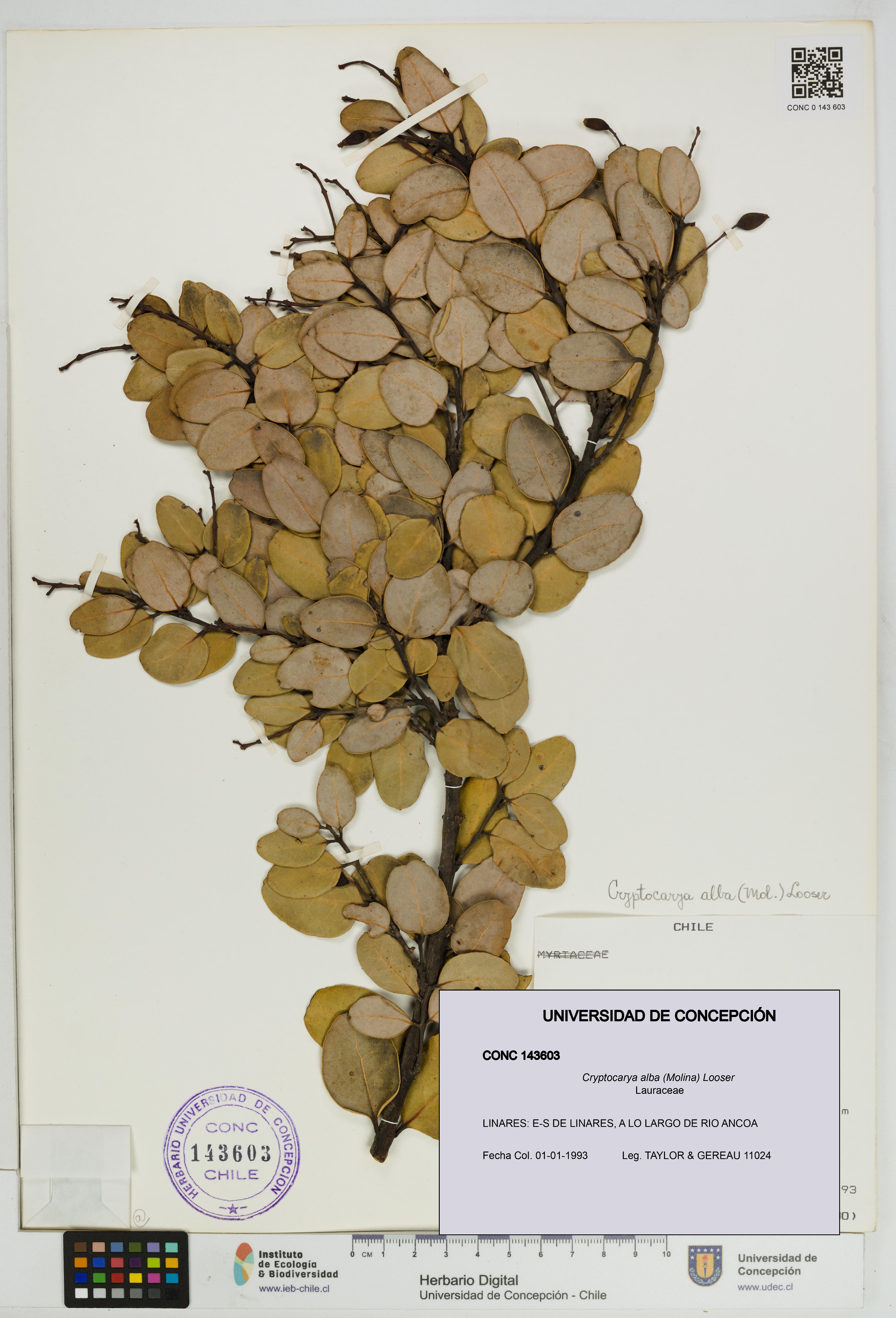 Cryptocarya alba [Espécimen: UDEC:CONC:0143603]
