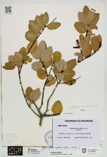 Cryptocarya alba [Espécimen: UDEC:CONC:0143604]