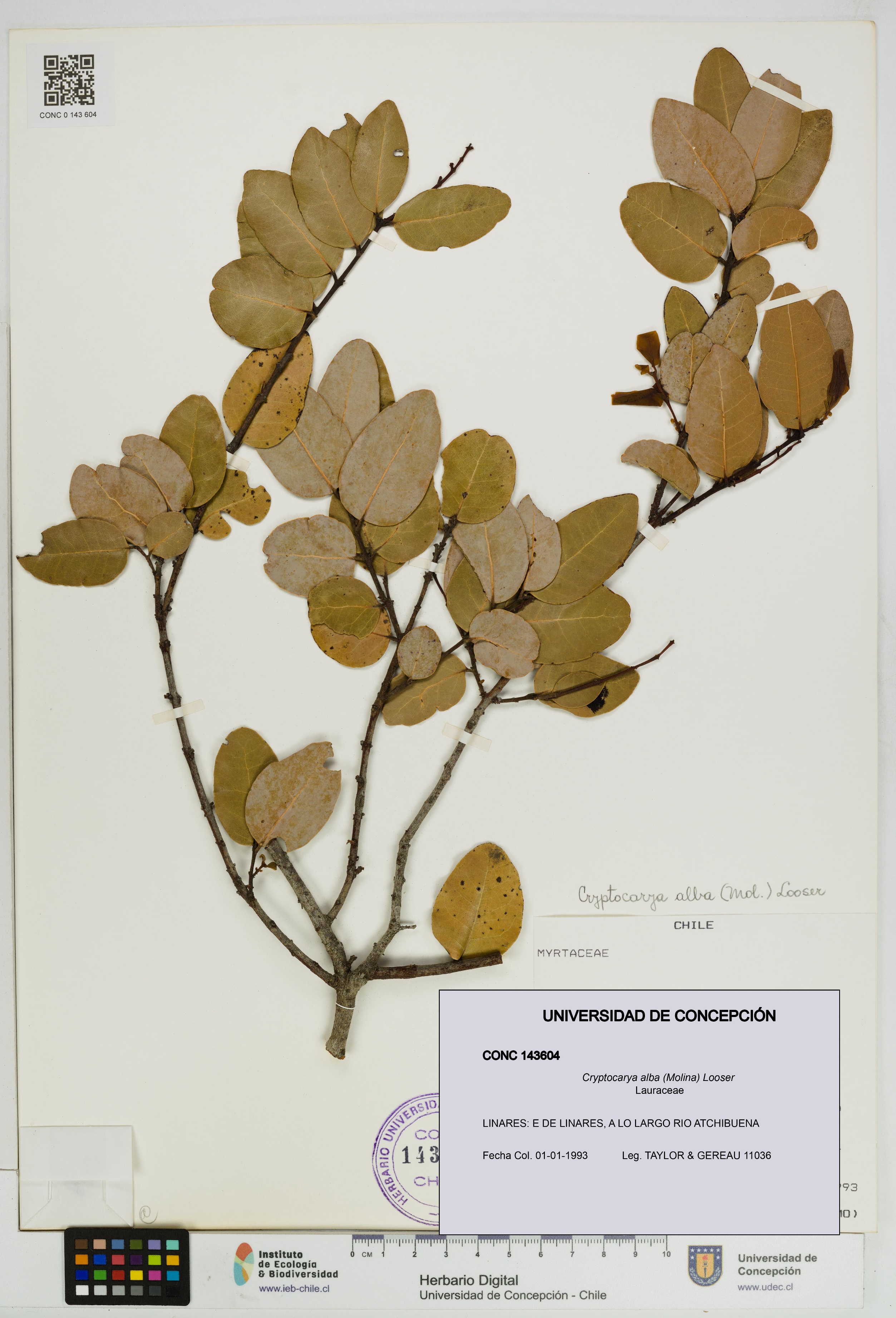 Cryptocarya alba [Espécimen: UDEC:CONC:0143604]