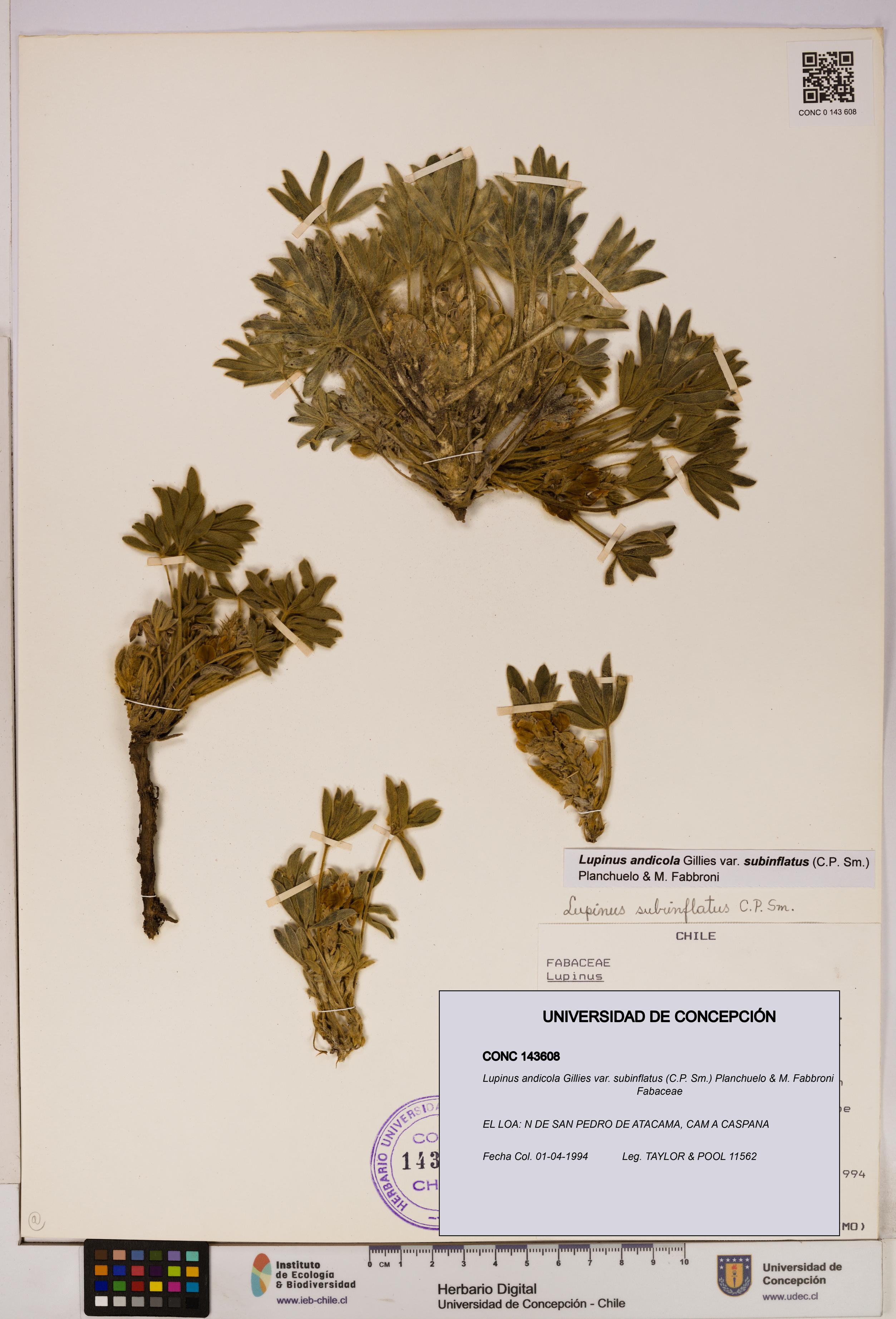 Lupinus andicola var. subinflatus [Espécimen: UDEC:CONC:0143608]