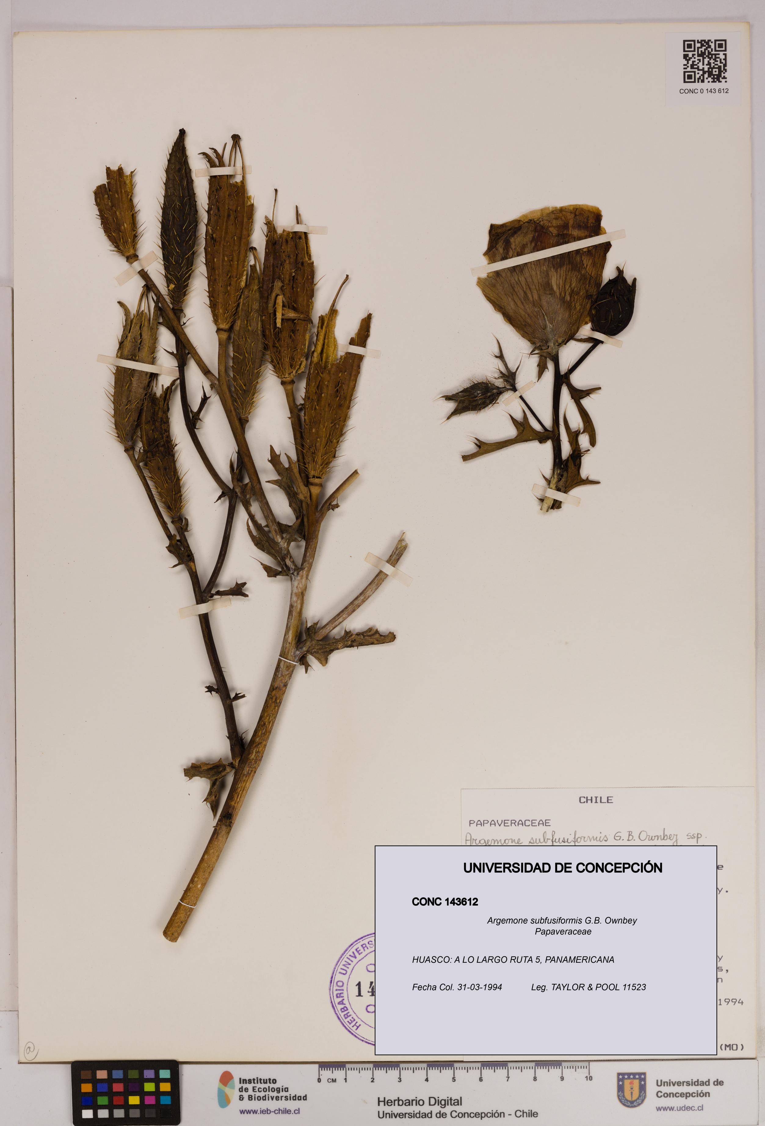 Argemone subfusiformis [Espécimen: UDEC:CONC:0143612]
