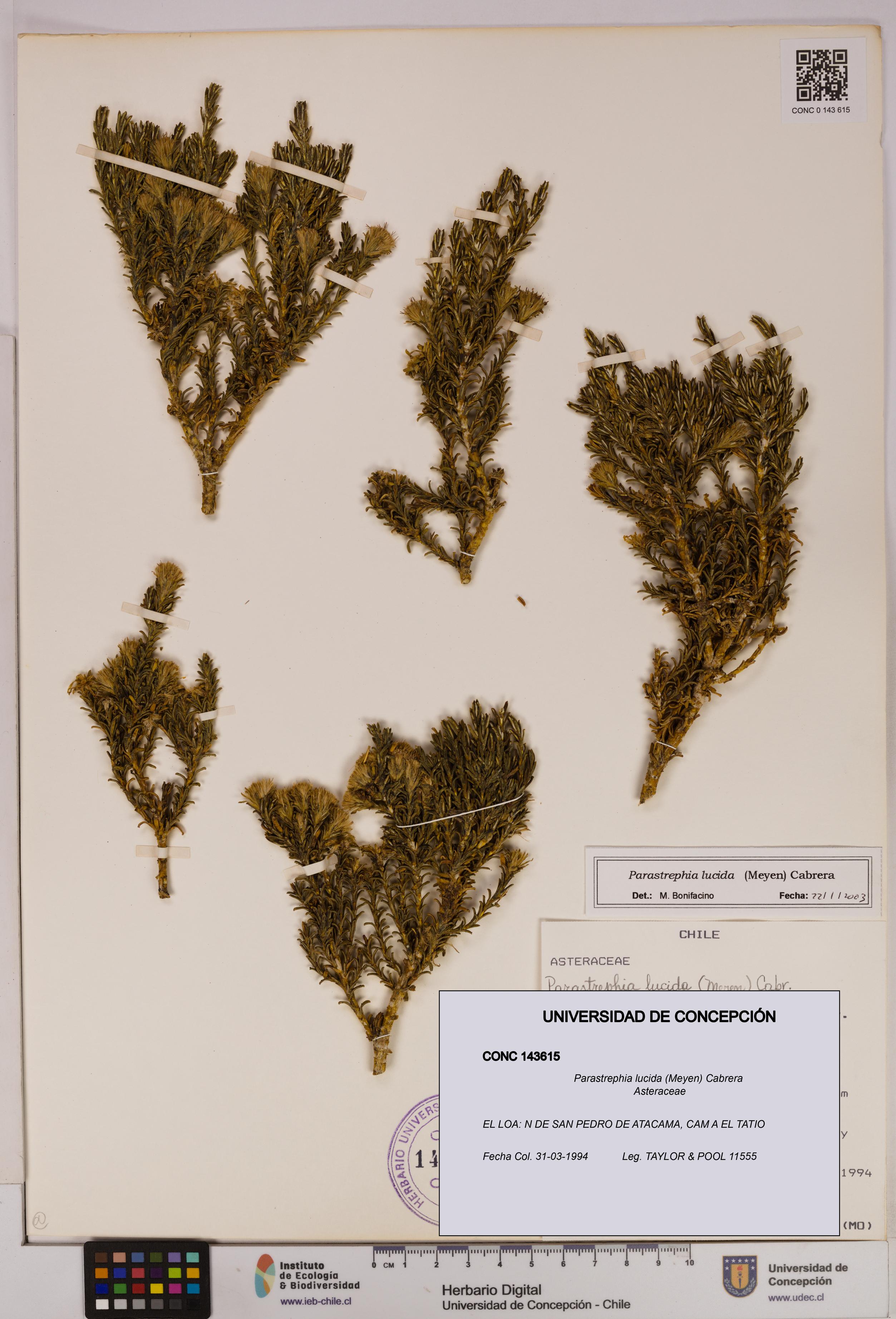Parastrephia lucida [Espécimen: UDEC:CONC:0143615]