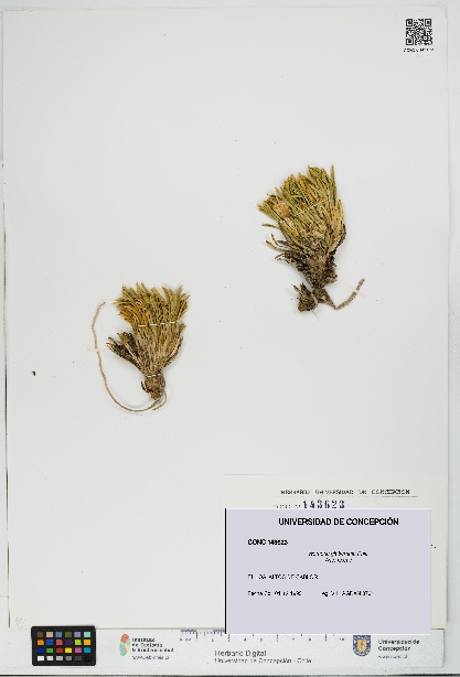 Werneria glaberrima [Espécimen: UDEC:CONC:0143623]