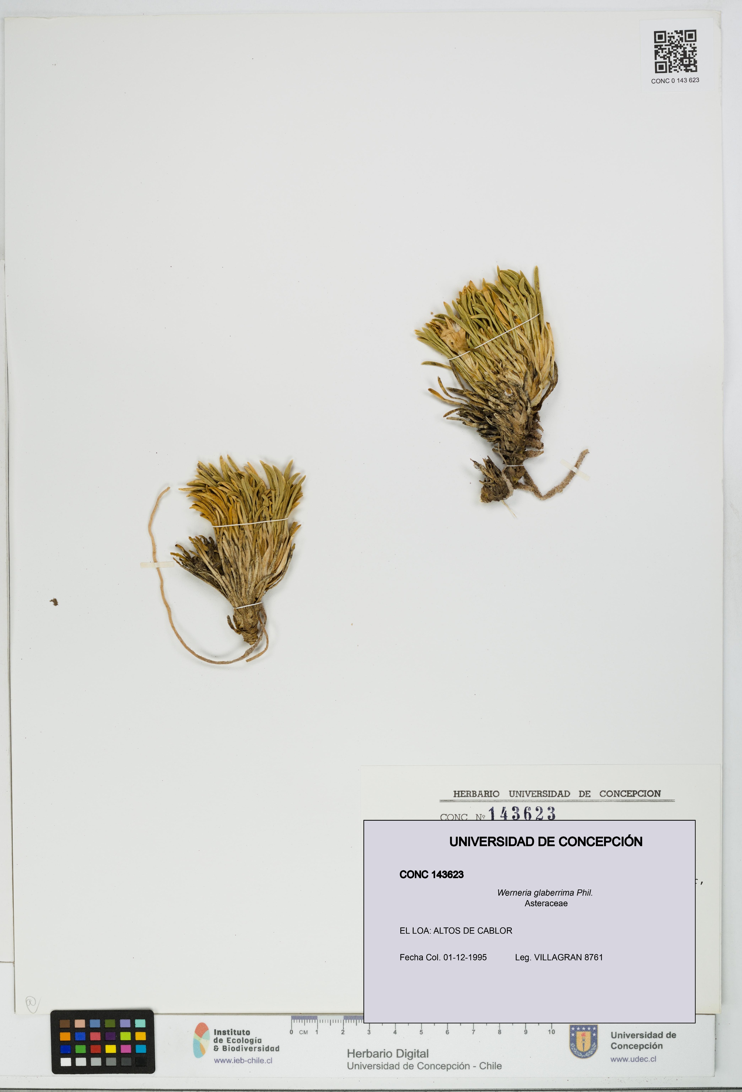 Werneria glaberrima [Espécimen: UDEC:CONC:0143623]