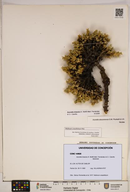 Azorella trisecta [Espécimen: ]