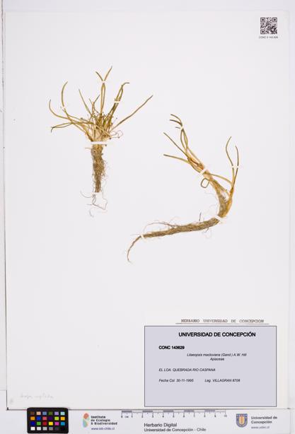 Lilaeopsis macloviana [Espécimen: ]