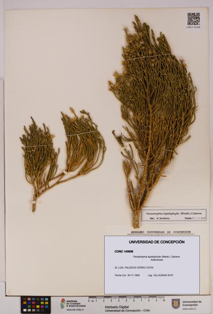 Parastrephia lepidophylla [Espécimen: UDEC:CONC:0143636]
