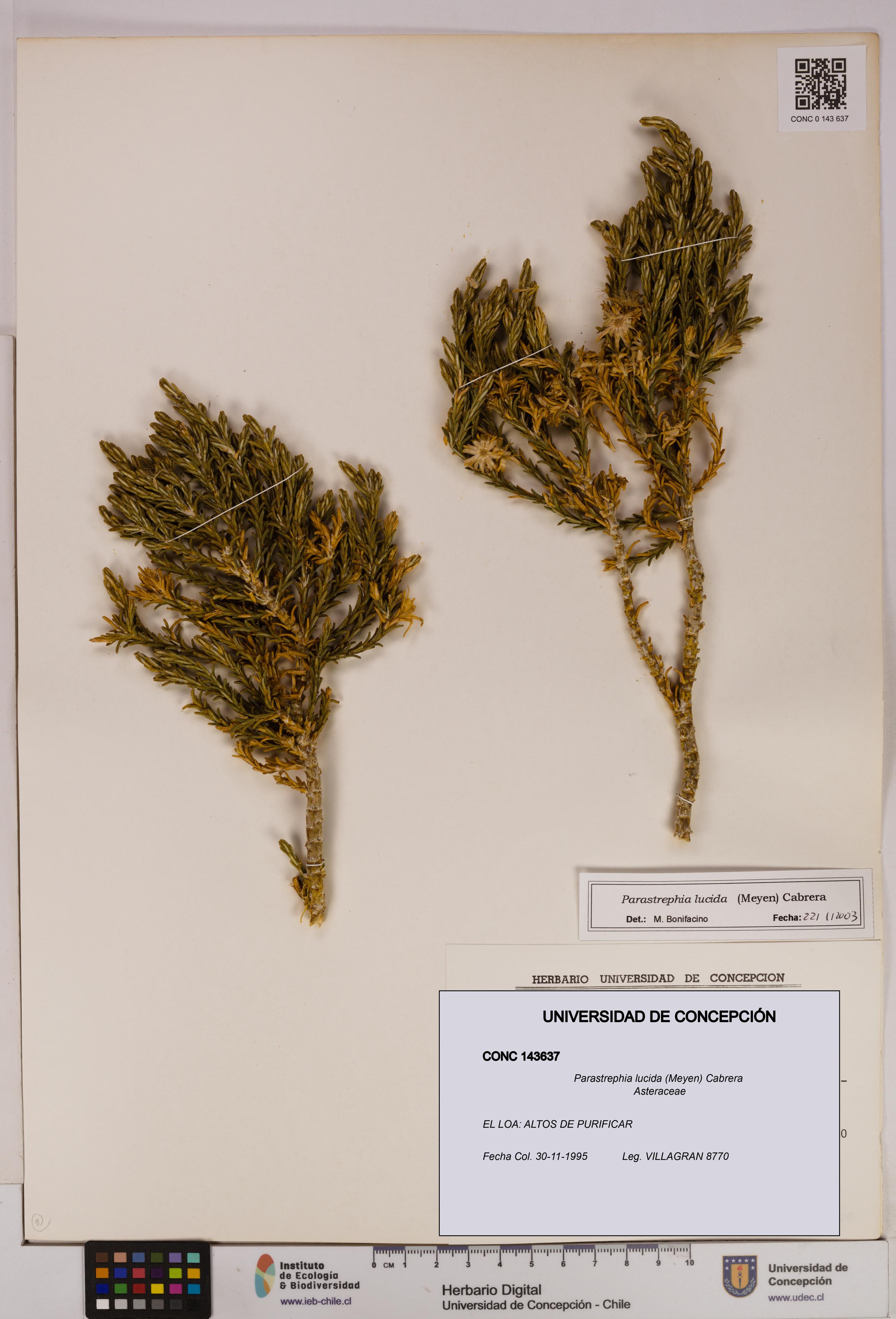 Parastrephia lucida [Espécimen: UDEC:CONC:0143637]