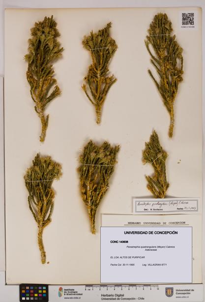 Parastrephia quadrangularis [Espécimen: UDEC:CONC:0143638]