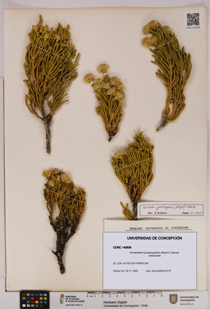 Parastrephia quadrangularis [Espécimen: UDEC:CONC:0143639]