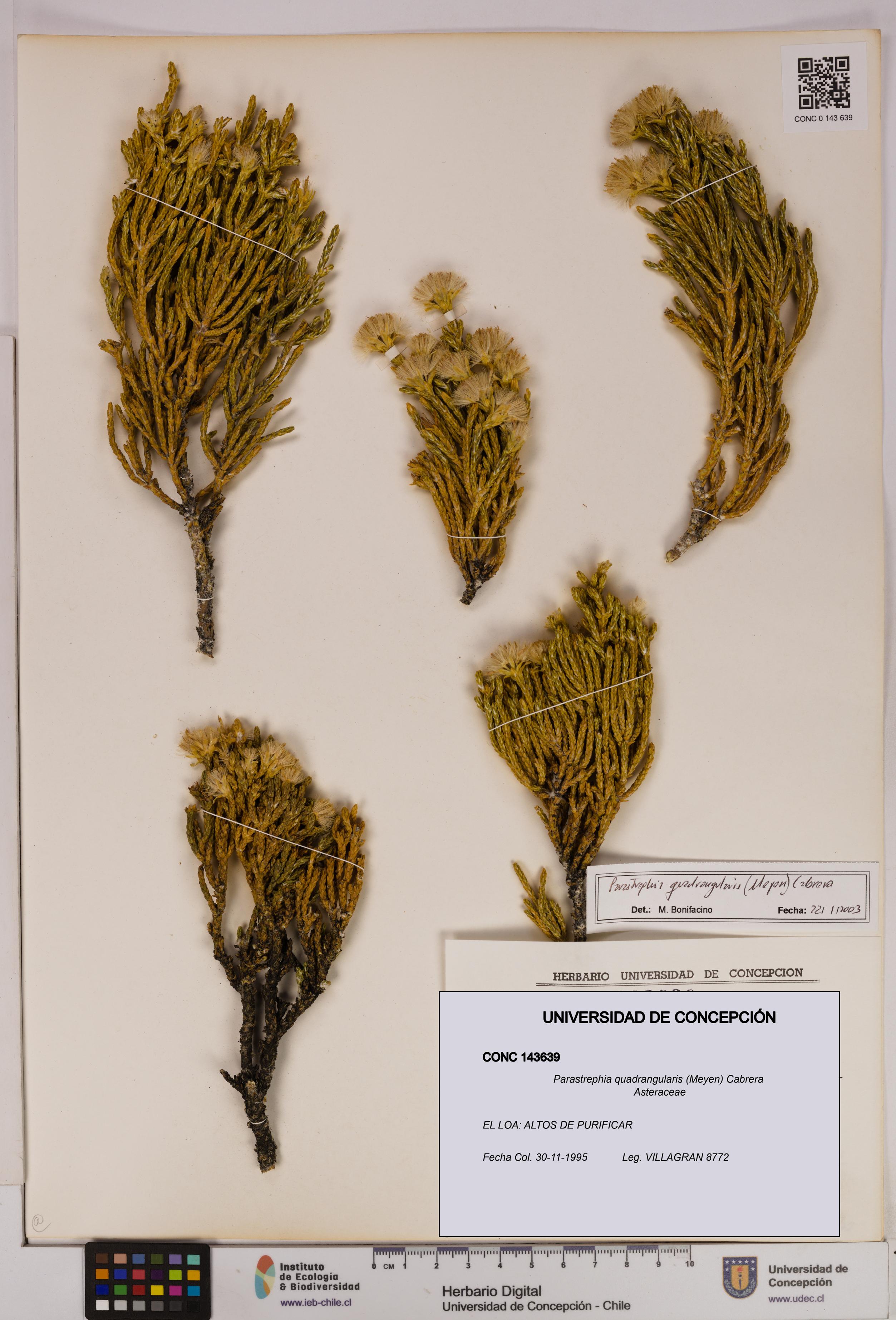 Parastrephia quadrangularis [Espécimen: UDEC:CONC:0143639]