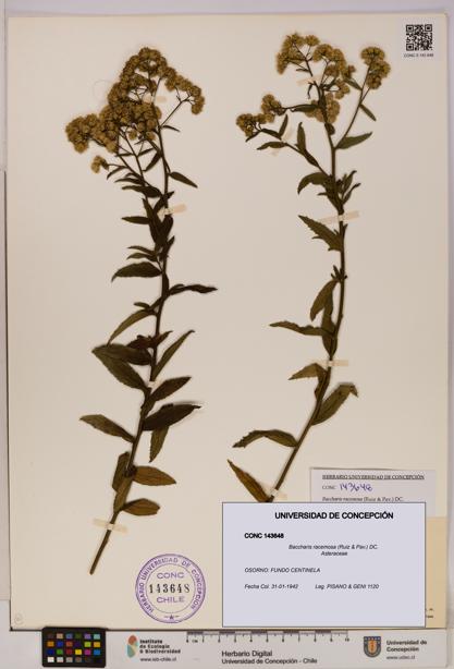 Baccharis racemosa [Espécimen: UDEC:CONC:0143648]