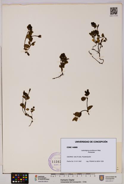 Leptostigma arnottianum [Espécimen: UDEC:CONC:0143650]