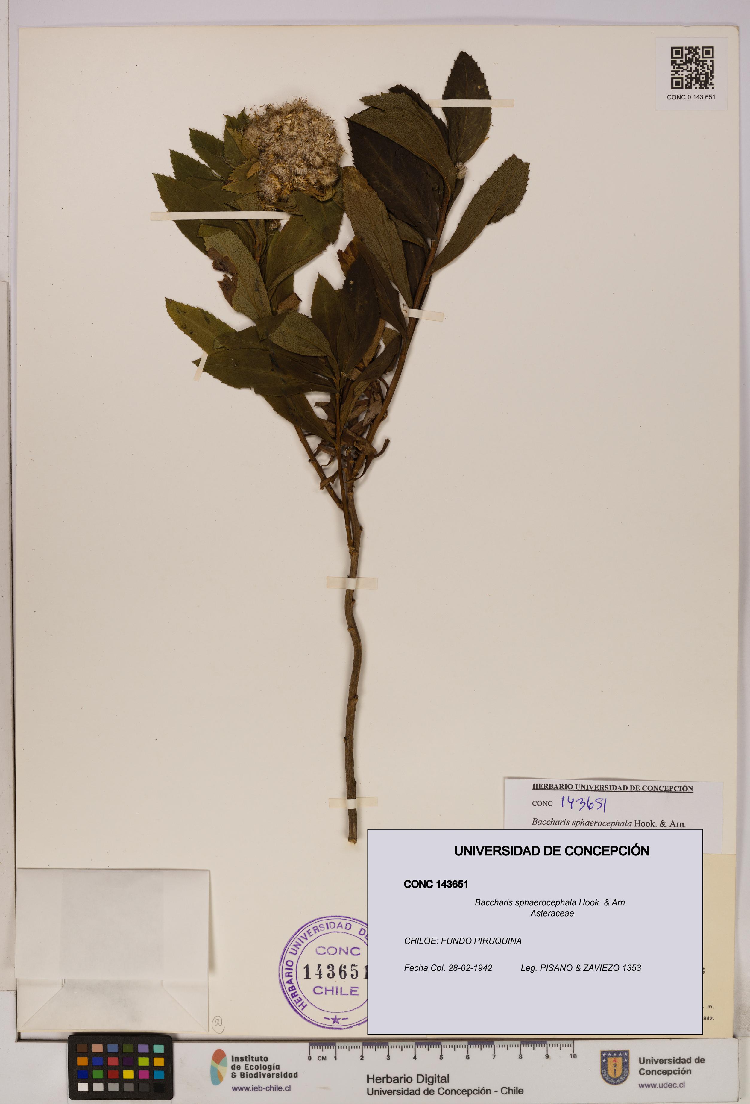 Baccharis sphaerocephala [Espécimen: UDEC:CONC:0143651]
