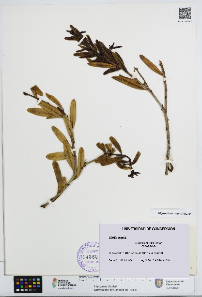 Skytanthus acutus [Espécimen: UDEC:CONC:0143654]