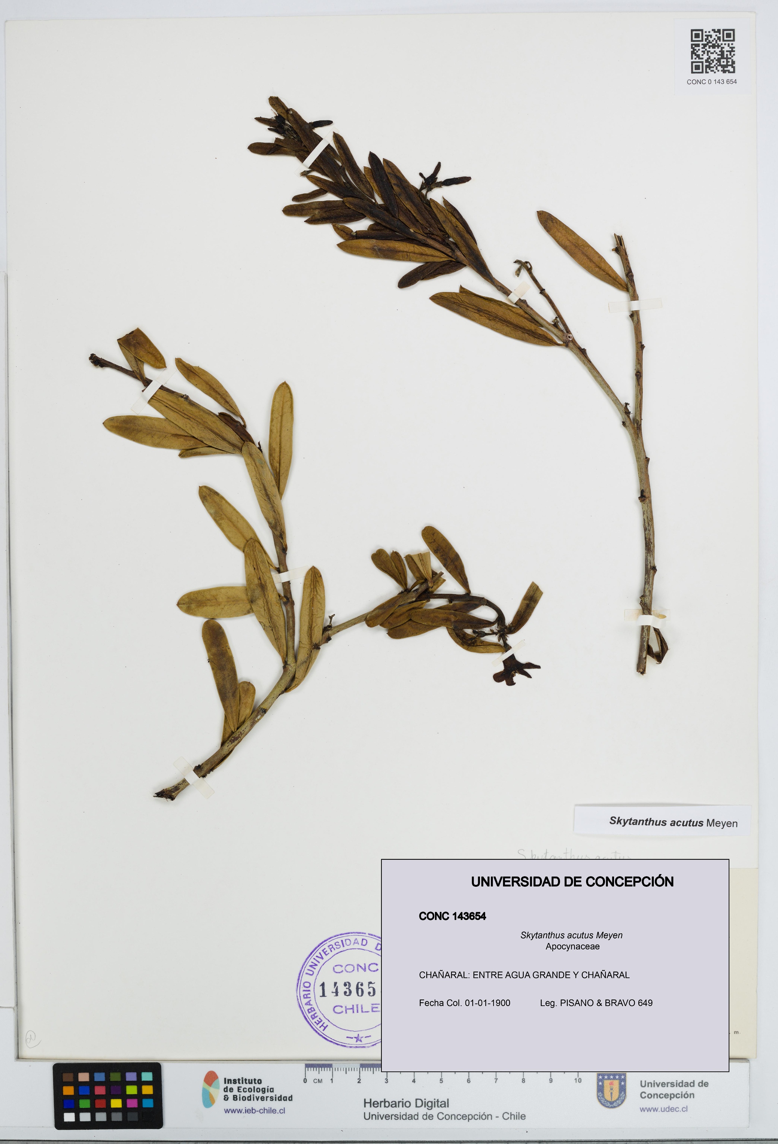 Skytanthus acutus [Espécimen: UDEC:CONC:0143654]