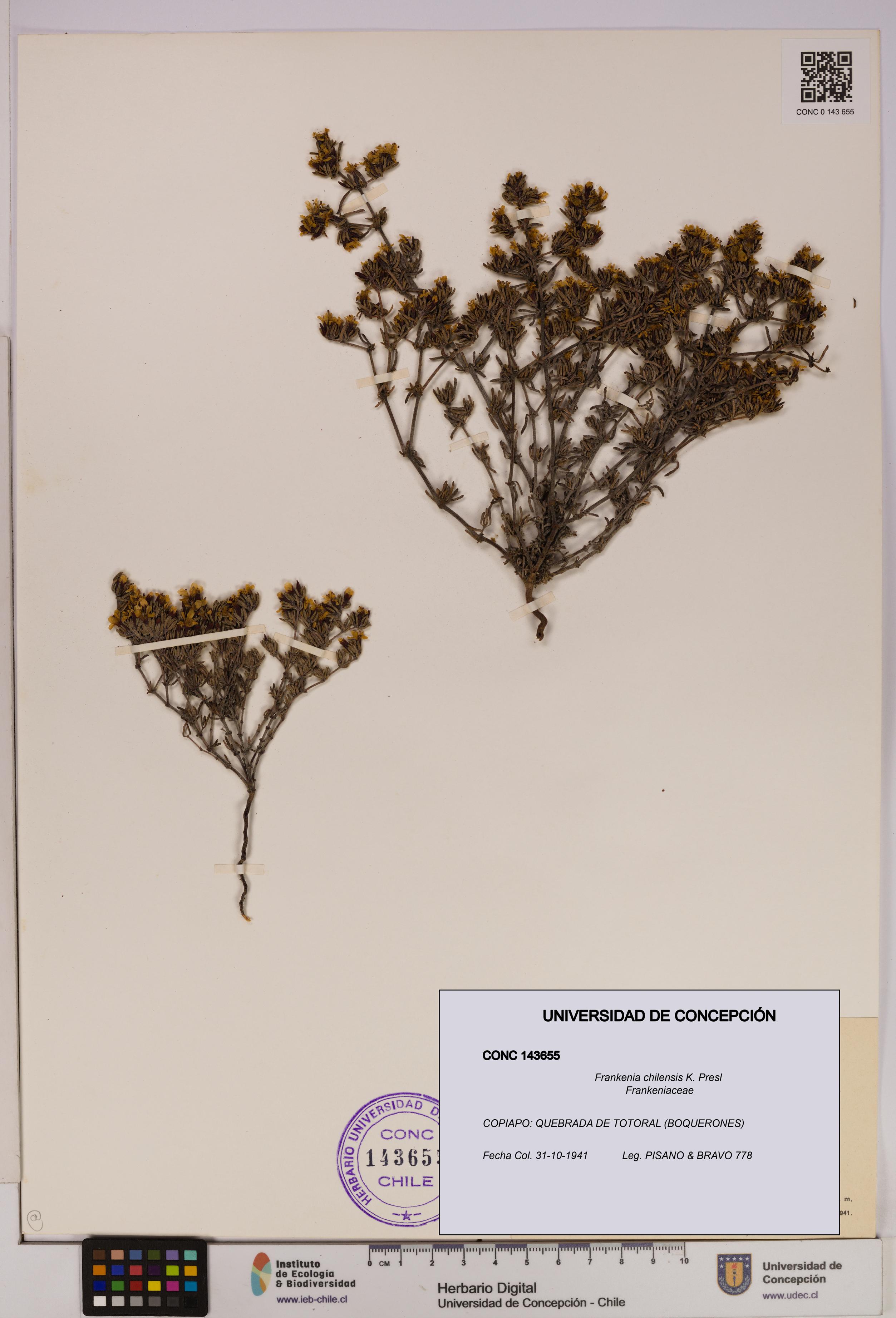 Frankenia chilensis [Espécimen: UDEC:CONC:0143655]