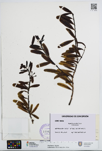 Skytanthus acutus [Espécimen: UDEC:CONC:0143656]