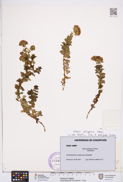 Stevia philippiana [Espécimen: ]
