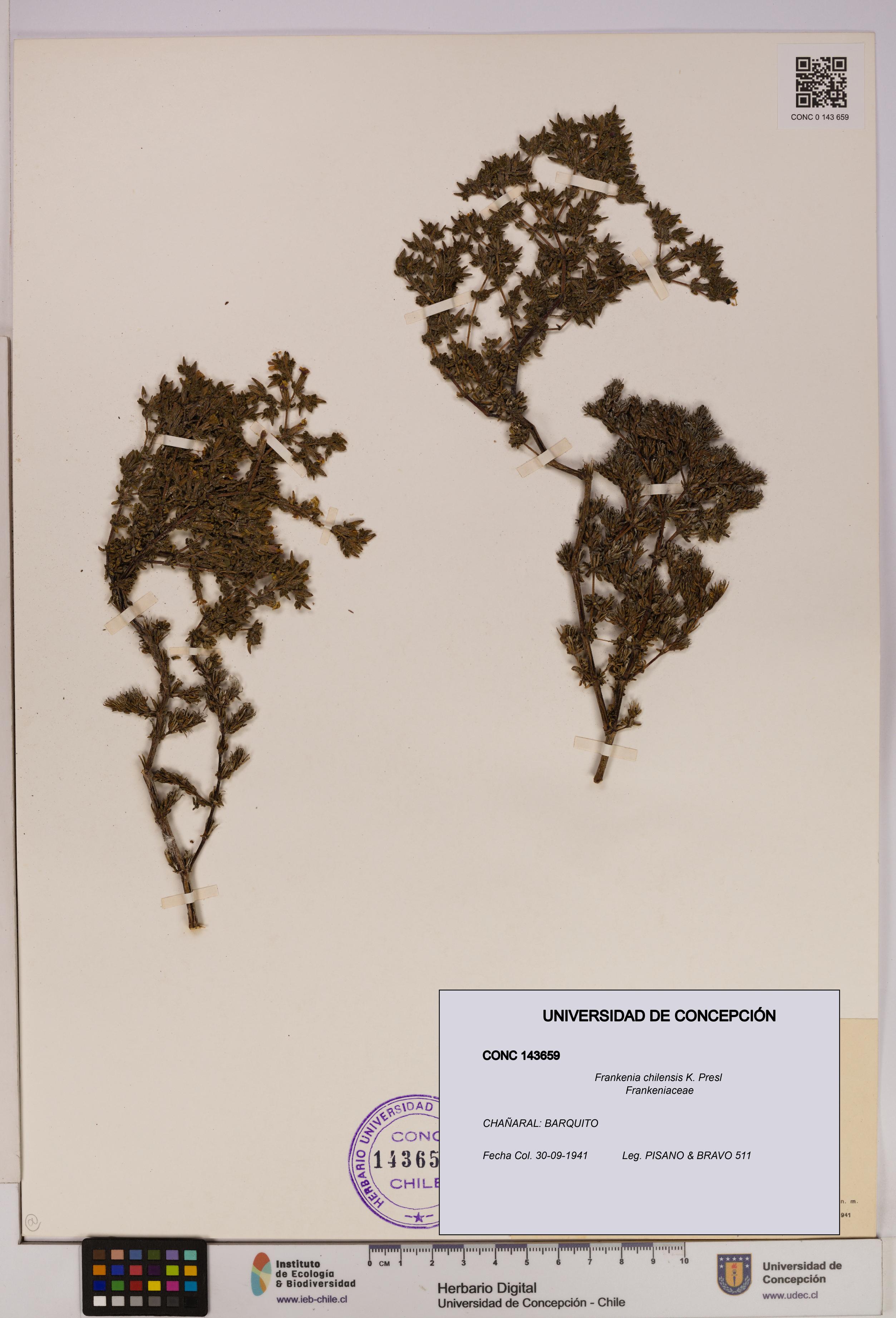 Frankenia chilensis [Espécimen: UDEC:CONC:0143659]