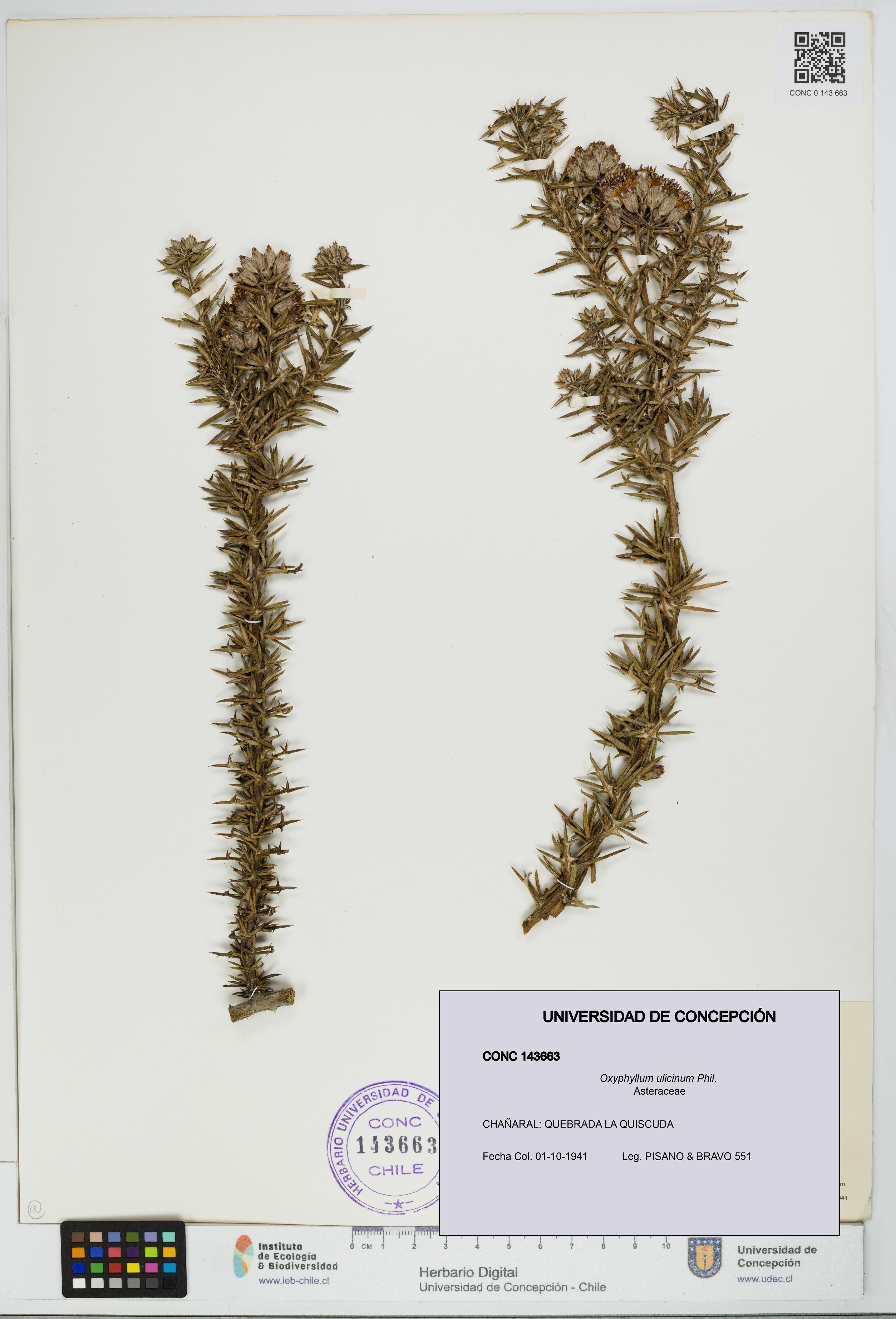 Oxyphyllum ulicinum [Espécimen: ]